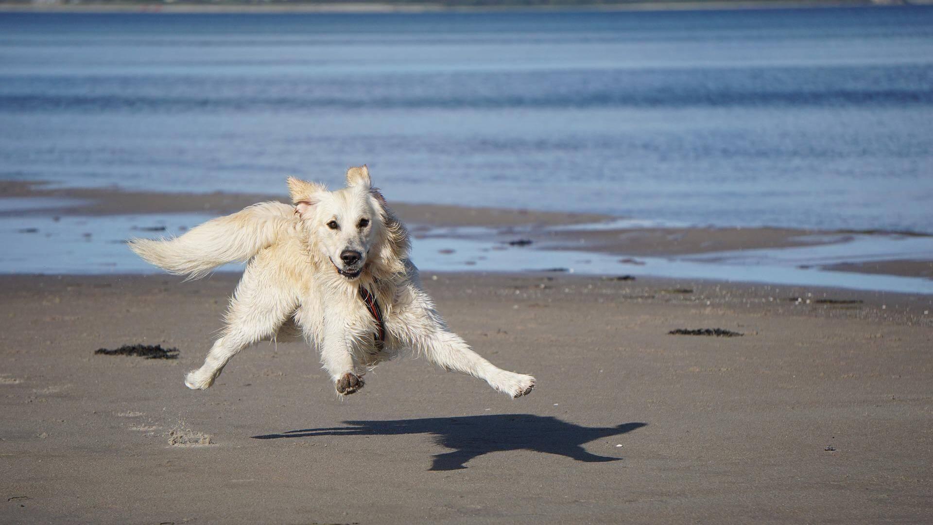 Playa para perros Badalona